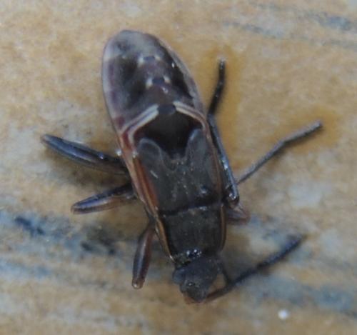 Réf. 272 969 : Rhyparochromus sp.